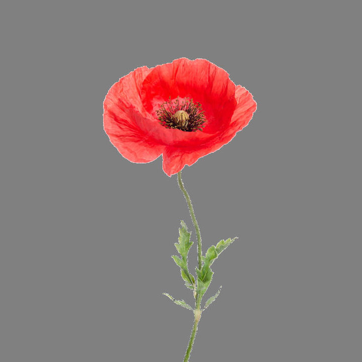 Poppy