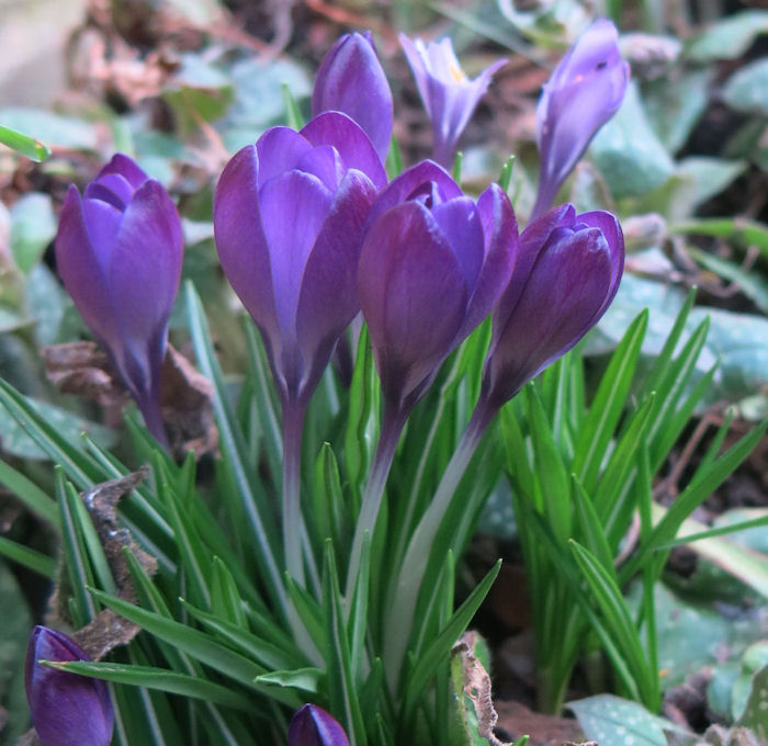 Crocuses in the garden