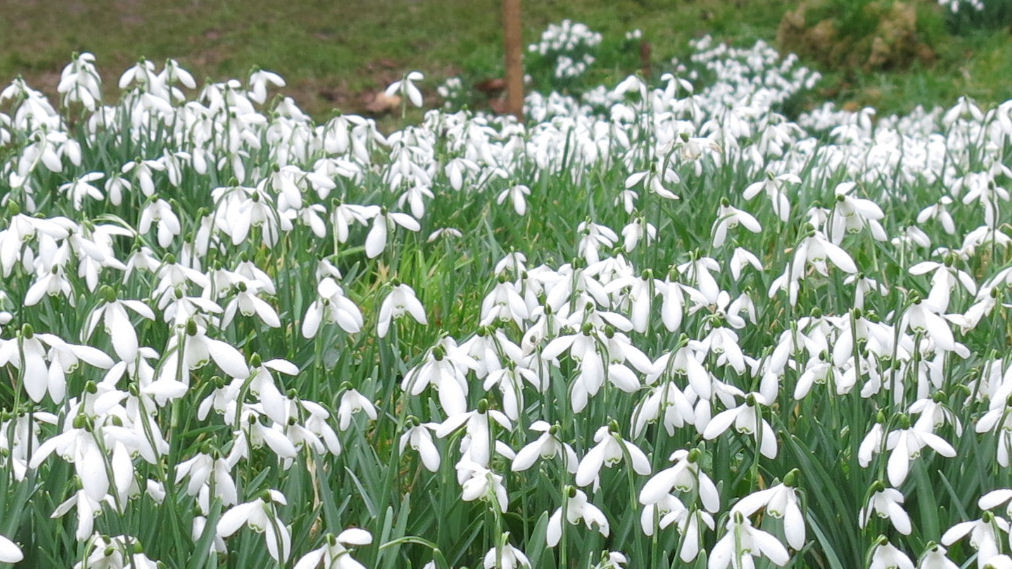 Snowdrops